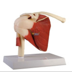 Shoulder Joint With Muscles